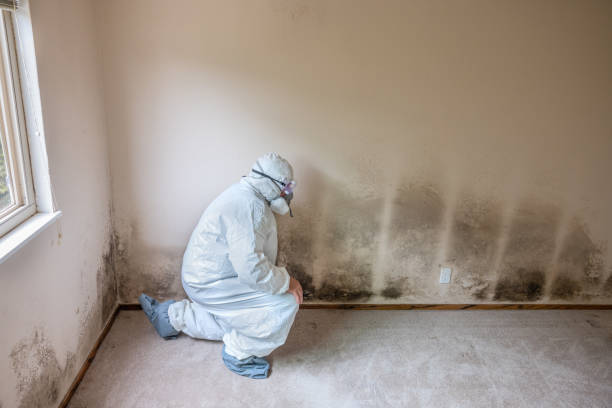 Best Mold Inspection  in Ofallon, MO