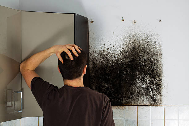 Certified Mold Removal in Ofallon, MO