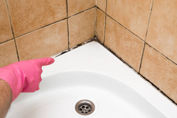 Best Residential Mold Removal  in Ofallon, MO